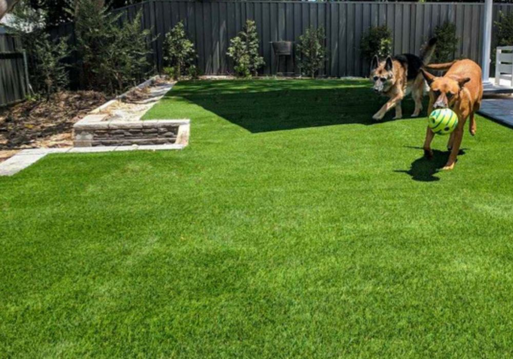 Cool Summer Lawn