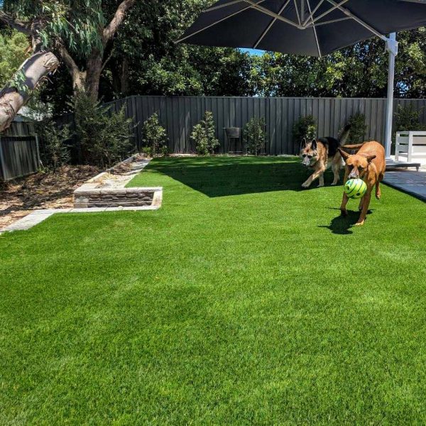 Two dogs running on artificial grass